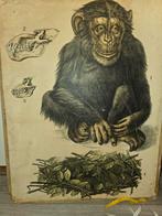 Zeer zeldzaam en prachtige schoolplaat van chimpansee, Ophalen of Verzenden, Natuur en Biologie