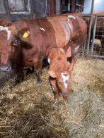 Gewijzigd VBR dikbil zoogstel, Dieren en Toebehoren, Runderen, Meerdere dieren