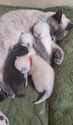 Brits Korthaar kittens, Blue, Blue Point en zwart, Meerdere dieren, Ontwormd