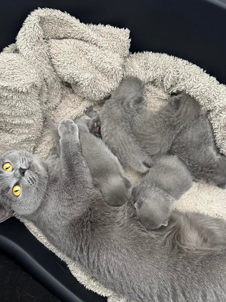 Laatste POES van lief nestje, Meerdere dieren