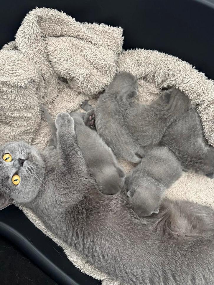 BRITSE KORTHAAR kittens te koop 🐾, Dieren en Toebehoren, Katten en Kittens | Overige Katten, Meerdere dieren