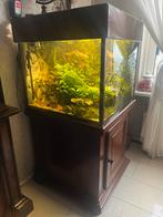 Aquarium 300 liter met kast, Ophalen, Inclusief vissen, Gebruikt, Gevuld zoetwateraquarium