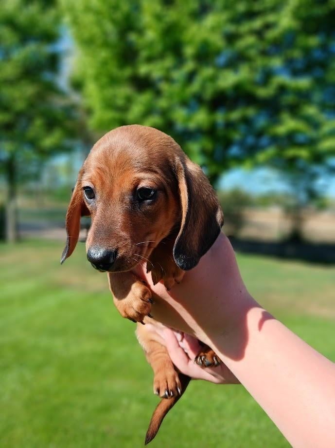 Korthaar dwergteckel pupjes laatste reutje!, Dieren en Toebehoren, Reu, 8 tot 15 weken, Korthaar, Dwerg