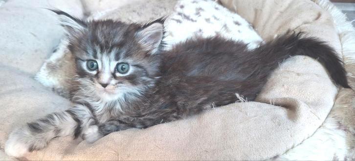 Nog 2 Maine Coon kittens, Dieren en Toebehoren, Katten en Kittens | Raskatten | Langhaar, Meerdere dieren, 0 tot 2 jaar, Ontwormd