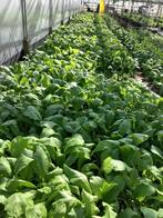 Surinaamse Amsoi 500 gram voor 2,00 euro., Tuin en Terras, Planten | Tuinplanten, Ophalen of Verzenden, Eenjarig, Overige soorten