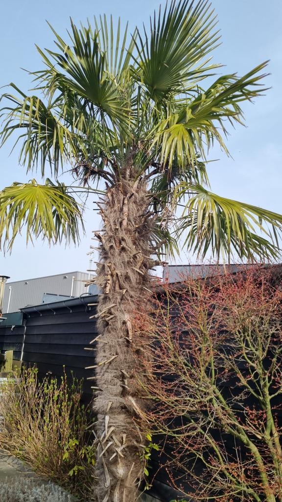 Palmboom stekjes - Creëer je eigen tropische oase!, Ophalen of Verzenden, Vaste plant, Overige soorten, Volle zon