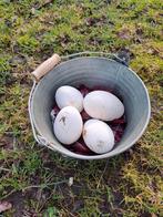 Ganzeneieren, Ophalen of Verzenden, Nieuw, Overige typen