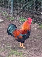 Kriel Haan - gratis, Dieren en Toebehoren, Mannelijk, Kip