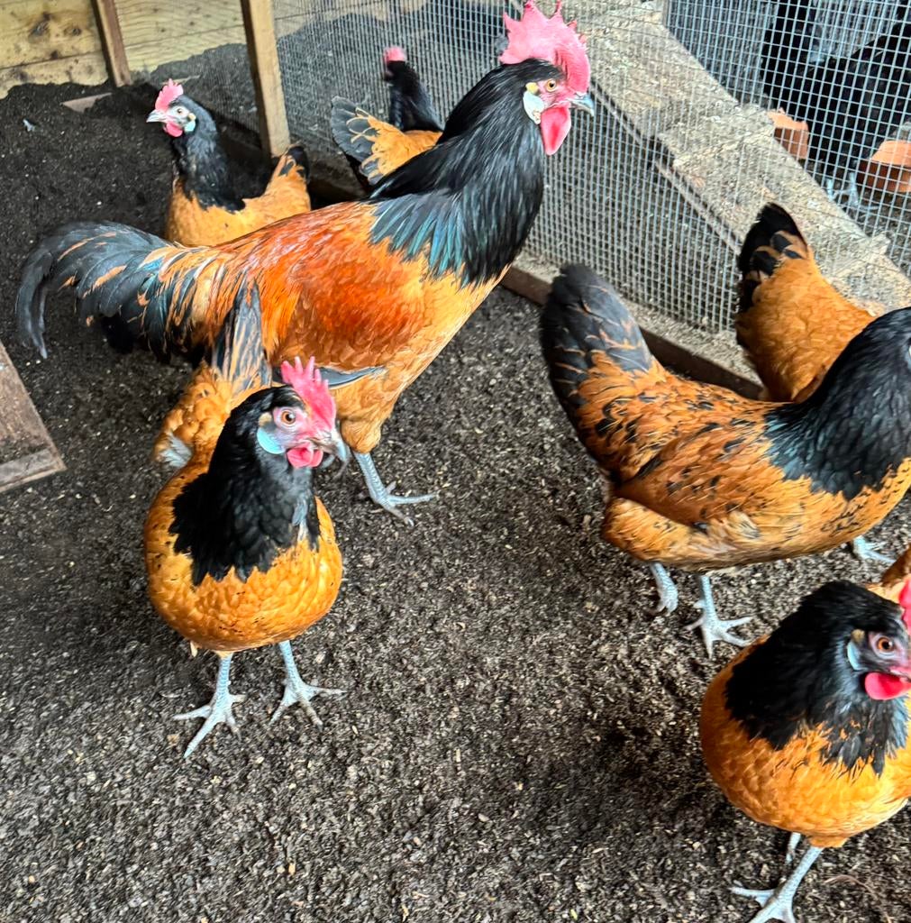 Vorwerk kriel kuikens, Meerdere dieren, Kip