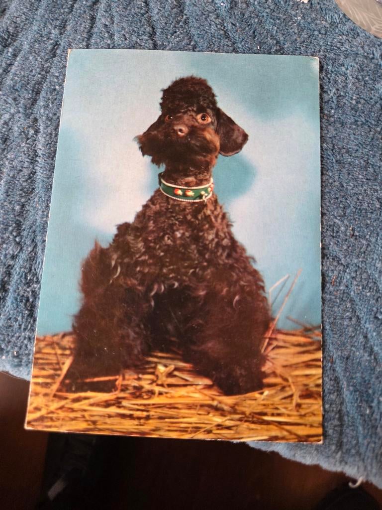 Vintage Ansichtkaart Zwarte Poedel Hond, Ophalen of Verzenden