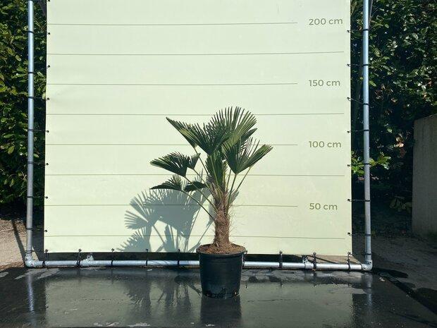 Palmboom - Trachycarpus Wagnerianus - stamhoogte 20 - 30 cm, Tuin en Terras, Planten | Bomen, Palmboom, 100 tot 250 cm, Zomer