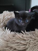 Kittens, Dieren en Toebehoren, Meerdere dieren