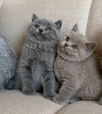 Britse korthaar kittens, Dieren en Toebehoren, Katten en Kittens | Raskatten | Korthaar, Meerdere dieren, Ontwormd, 0 tot 2 jaar