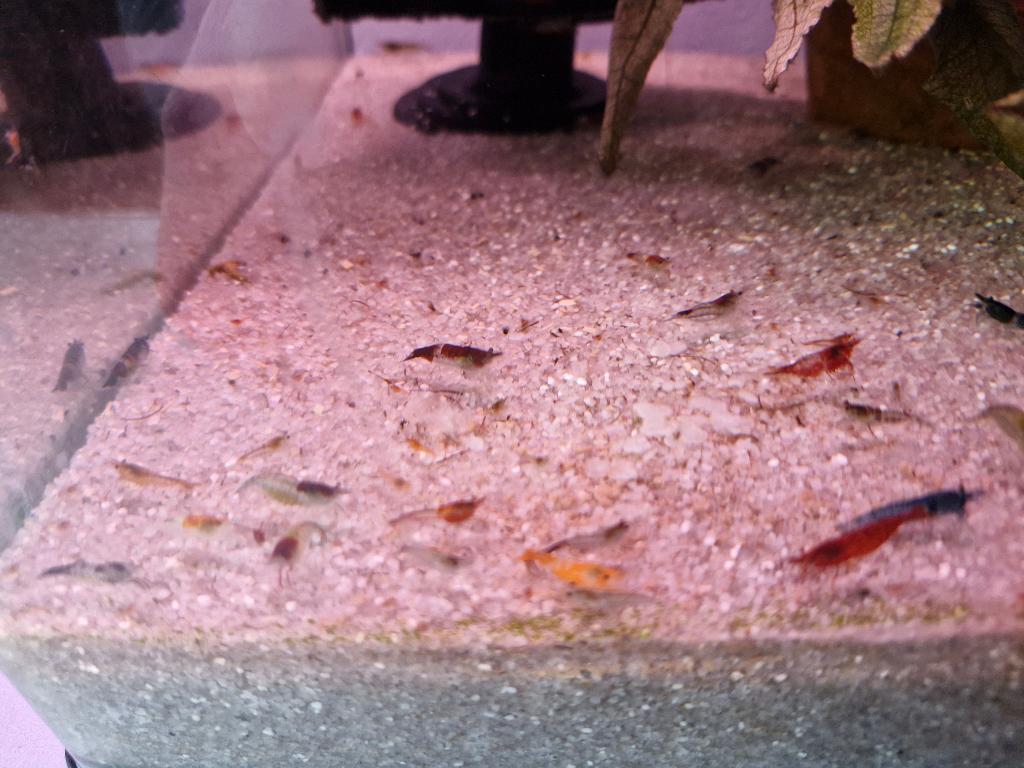 Neocaridina garnalen, Kreeft, Krab of Garnaal, Zoetwatervis, Schoolvis