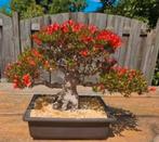 Satsuki azalea bonsaï, Halfschaduw, Overige soorten, Zomer, Ophalen