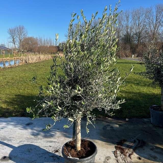 Olijfbomen, olijf, Olea europaea, uit voorraad geleverd, Tuin en Terras, Planten | Bomen, Ophalen of Verzenden, In pot, Olijfboom