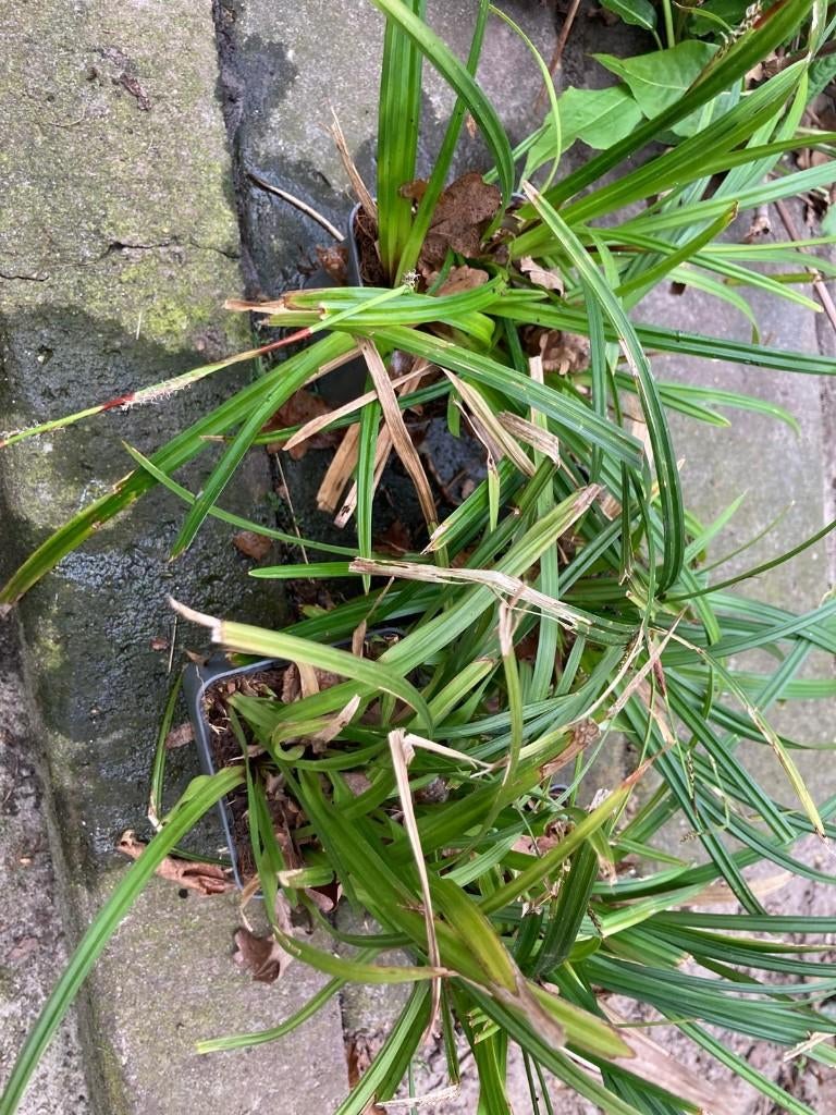 buiten planten, goed doorworteld, Tuin en Terras, Planten | Tuinplanten, Ophalen of Verzenden, Overige soorten, Volle zon