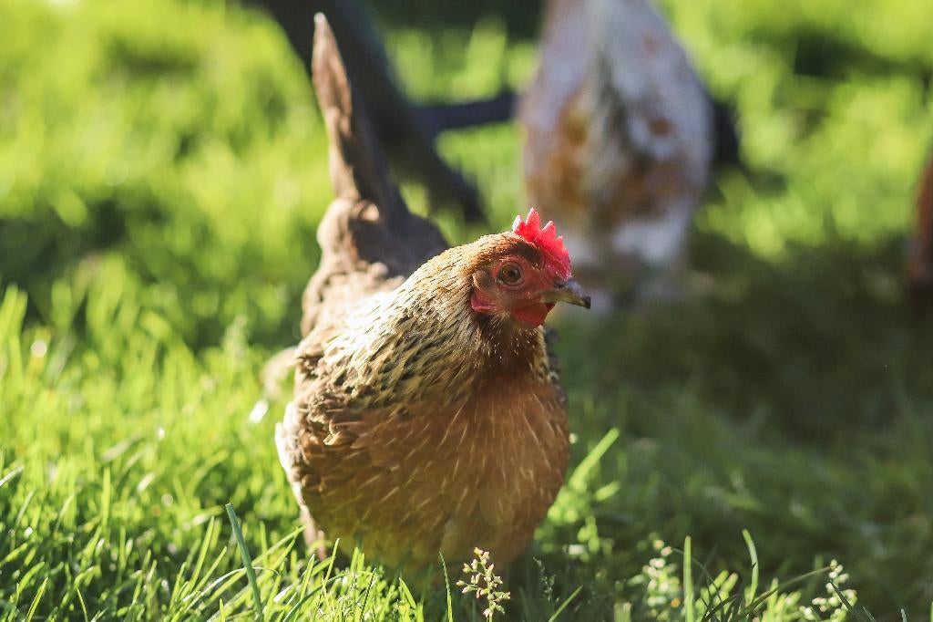 Rustige kleine kriel kippen | Sabelpoot krielkip, Vrouwelijk, Kip