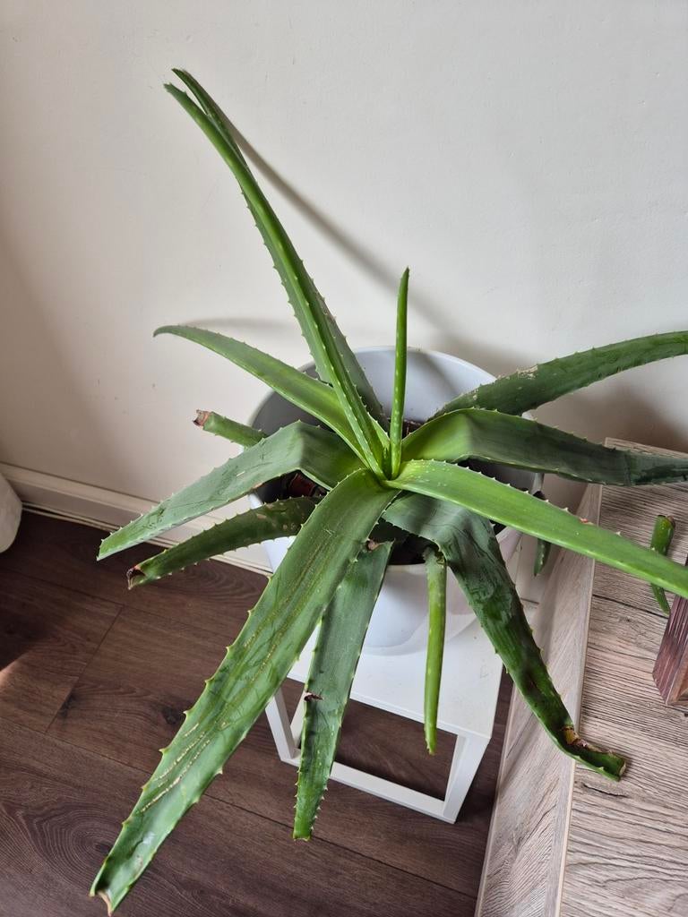 Aloë vera plant, Huis en Inrichting, Kamerplanten, Ophalen, Halfschaduw, Minder dan 100 cm