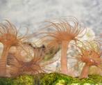 Aiptasia gezocht, zeeaquarium, Dieren en Toebehoren, Vissen | Aquaria en Toebehoren, Ophalen of Verzenden, Gebruikt, Gevuld zeewateraquarium