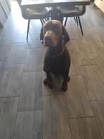 Bruine Dobbernan dekreu, Dieren en Toebehoren, Standaard, Reu, Parvo, Eén hond