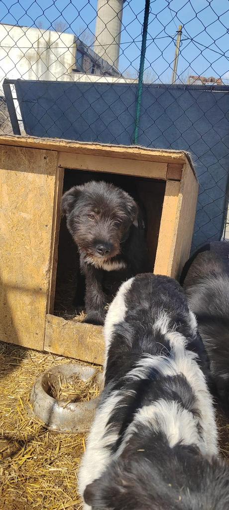 Tyson reutje 4-5 maanden, Dieren en Toebehoren, Honden | Niet-rashonden, Middel, Reu, Particulier, Eén hond, Buitenland, 15 weken tot 1 jaar