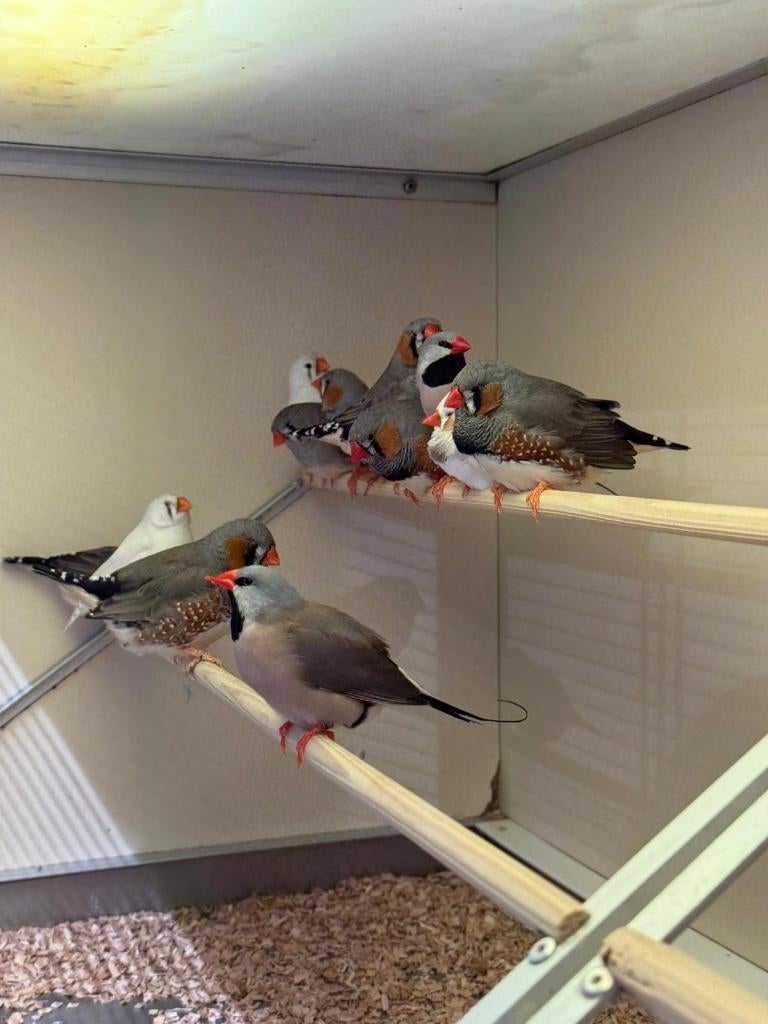 Te koop jonge zebravinken, Meerdere dieren, Tropenvogel