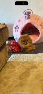 Mini bear face pomeriaan, Keeshond, CDV (hondenziekte), Teef, Eén hond