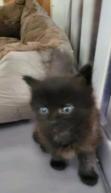 Zwart maine coon katertje, Dieren en Toebehoren, Katten en Kittens | Raskatten | Langhaar, Kater, Gechipt