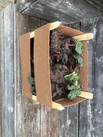 1. Rabarber planten te koop 1 euro per stuk, Volle zon, Ophalen of Verzenden, Bloeit niet, Groenteplanten