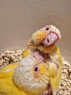 GEZOCHT‼️ parkieten papegaaien vogels tam, Meerdere dieren, Tam