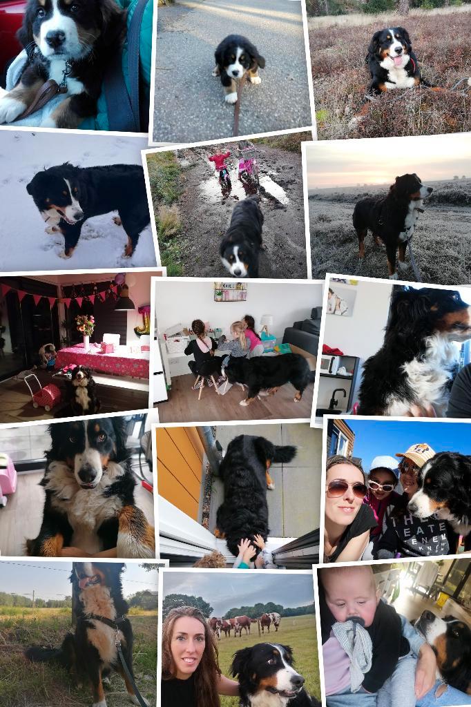 hondenopvang aan huis met grote tuin aan bos en heide, Diensten en Vakmensen, Dieren | Honden | Verzorging, Oppas en Les, Particuliere oppas