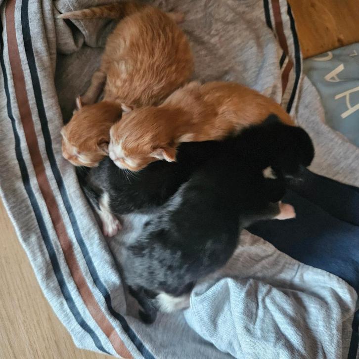 Netjes van 4 kittens, Dieren en Toebehoren, Katten en Kittens | Overige Katten, Meerdere dieren, 0 tot 2 jaar