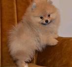 Pomeranian  pups pomeriaan, Particulier, Reu, 8 tot 15 weken, Buitenland