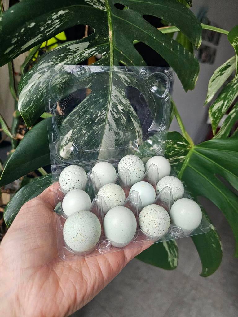 100% celadon kwartel broedeieren, Tuin en Terras, Planten | Fruitbomen, Lente, Ophalen of Verzenden