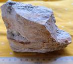 Versteend koraal ruw Indonesië, Ophalen of Verzenden, Mineraal