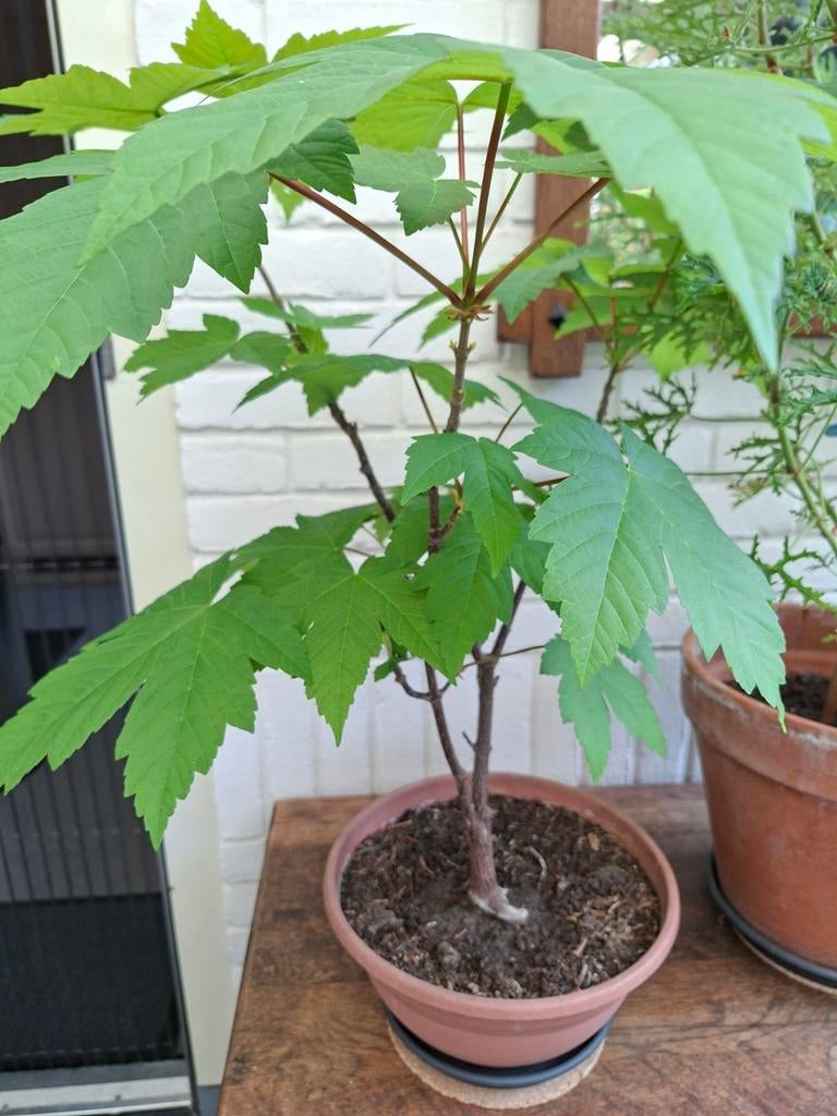 Bonsai in schaal, Ophalen, Bloeit niet, Halfschaduw, Overige soorten