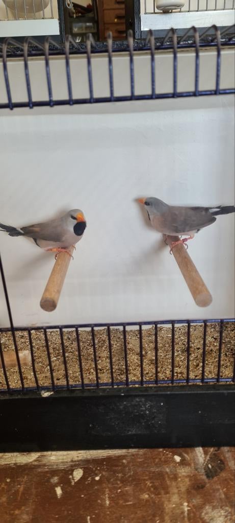 Spitsstaardamadine, Dieren en Toebehoren, Vogels | Overige Vogels, Meerdere dieren, Tropenvogel