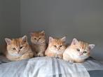 VERWACHT: Britse Korthaar Kittens golden shaded, Dieren en Toebehoren, Katten en Kittens | Raskatten | Korthaar, Poes, Ontwormd