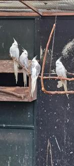 Gevraagd valkparkiet man, Mannelijk, Parkiet