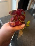 “Gewortelde stekken van coleus, Huis en Inrichting, Kamerplanten, Ophalen of Verzenden, Halfschaduw, Minder dan 100 cm