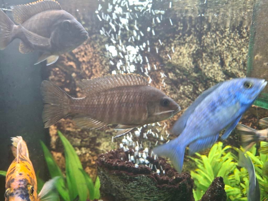 Malawi cichliden 1x vrouw, Dieren en Toebehoren, Vissen | Aquariumvissen, Vis