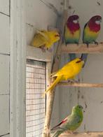 Koppel gele Kakariki, Dieren en Toebehoren, Meerdere dieren, Parkiet