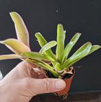 Neoregelia bromelia in 5,5 cm potje bont/roze, Huis en Inrichting, Kamerplanten, Ophalen of Verzenden, Halfschaduw, Minder dan 100 cm