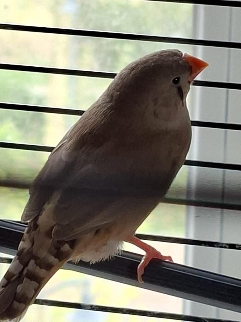 Zebravinken, Meerdere dieren, Tropenvogel