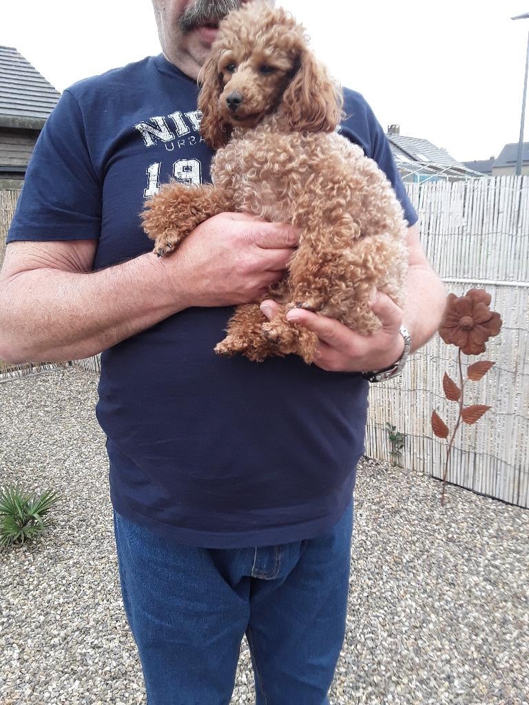 Toy poedel teefje te koop met stamboom, malthezer teefje, Poedel, België, Particulier, Teef