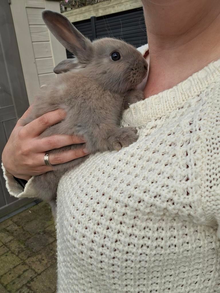 3 mooie jonge mannetjes konijntjes beschikbaar!, Dieren en Toebehoren, Konijnen, Mannelijk, Middelgroot, 0 tot 2 jaar
