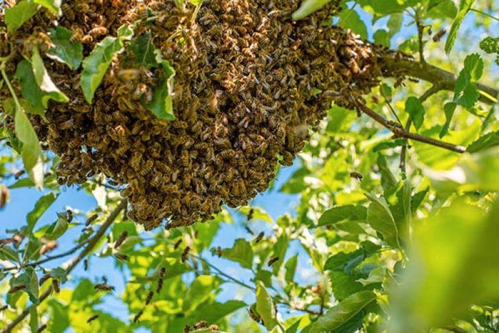 Bijenzwerm gezien? Bel mij, Dieren en Toebehoren, Insecten en Spinnen, Bijen