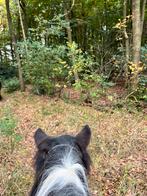 Lease / bijrijd paard gezocht, Dieren en Toebehoren, Stalling en Weidegang