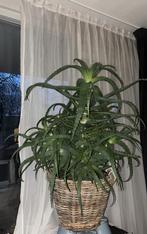 Aloë arborescens (Kandelaaraloë) Vera., Vetplant, In pot, Minder dan 100 cm, Bloeiende kamerplant